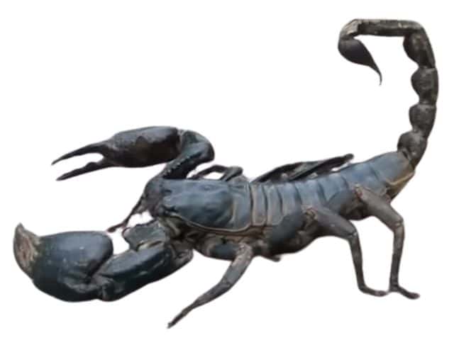 Venomous Scorpions of Thailand