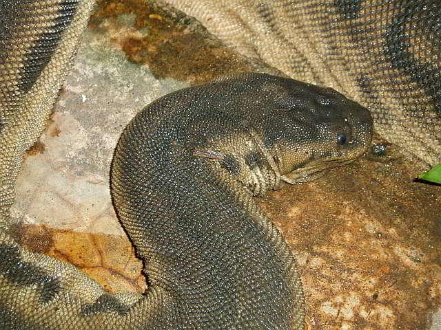 Acrochordus javanicus (Javan File Snake)