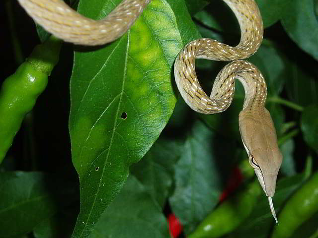 Ahaetulla prasina (Oriental Whip snakes)