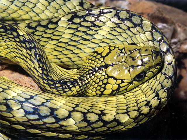 Boiga saengsomi (Banded Green Cat Snake)