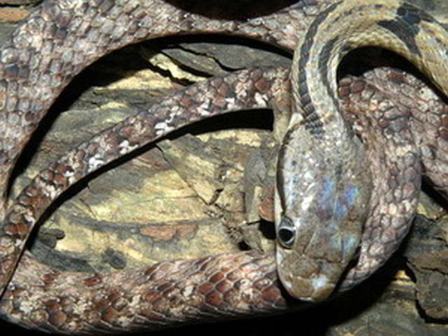 Boiga siamensis (Grey banded Cat Snake)