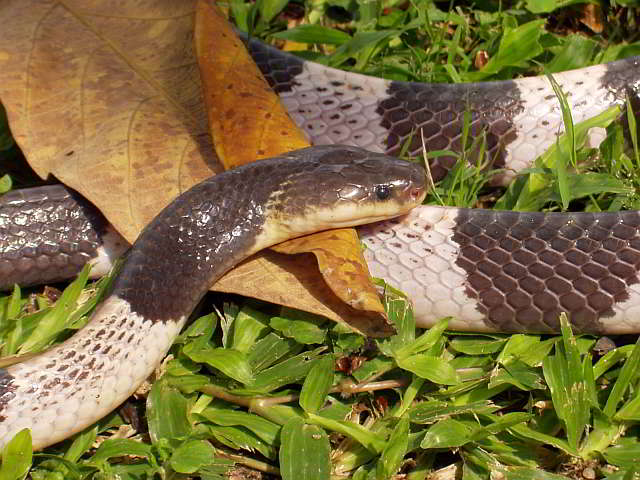 Bungarus candidus (Malayan Krait or Blue Krait)Bungarus candidus (Malayan Krait or Blue Krait)