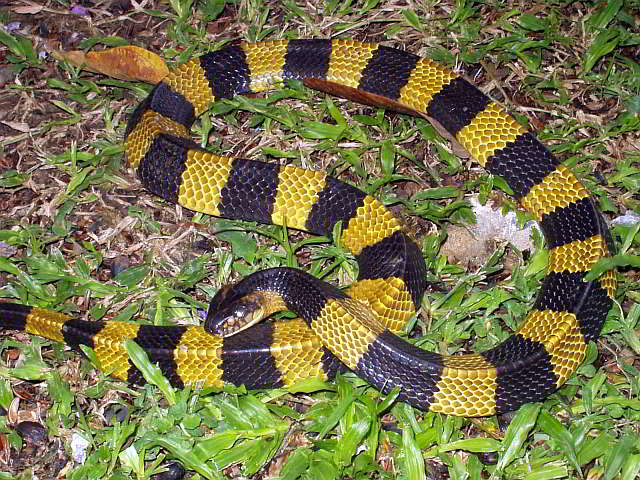 Bungarus fasciatus (Banded Krait)