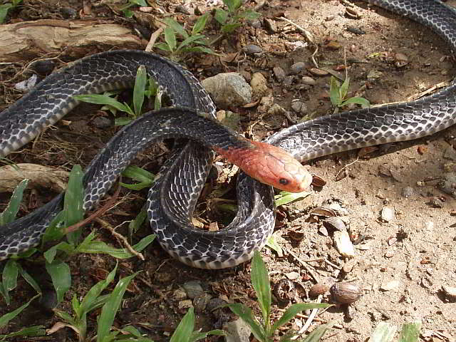 Bungarus flaviceps (Red-headed Krait)