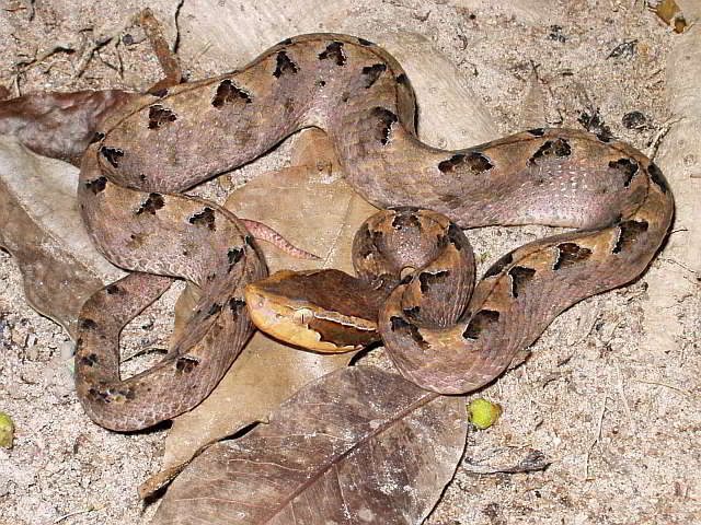 Calloselasma rhodostoma (Malayan Pit Viper)