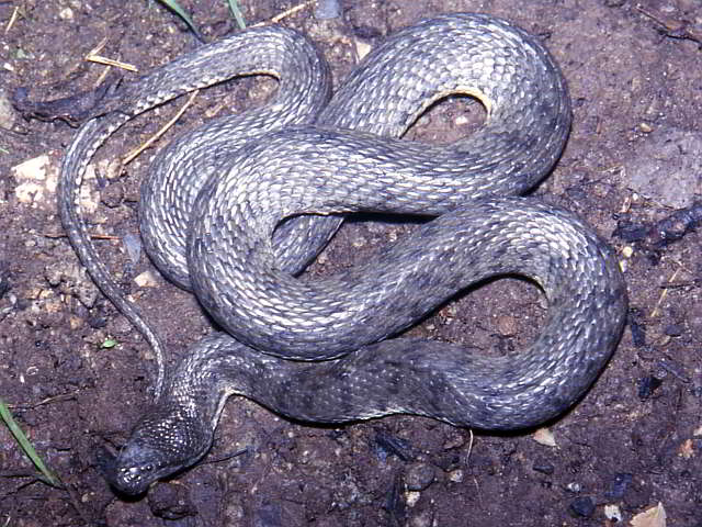 Cerberus rhynchops (Dog-faced Water Snake)