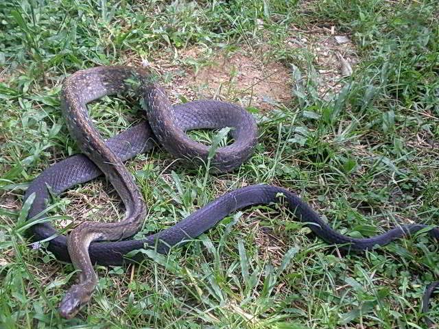 Coelognathus flavolineatus (Common Malayan Racer)