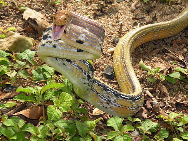 Coelognatus radiatus (Copperheaded Racer)