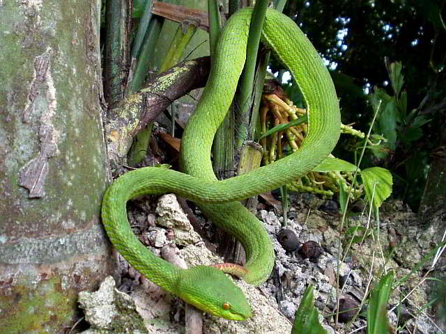 [Trimeresurus] Cryptelytrops albolabris (White-lipped Pit Viper)