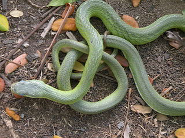 Gonyosoma prasina (Green Bush Rat Snake)