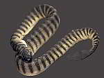 Hydrophiidae - Sea Snakes
