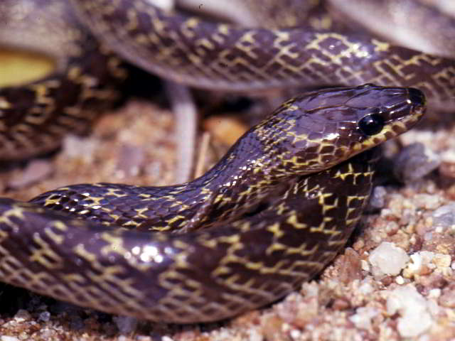 Lycodon capucinus (Common Wolf snake)