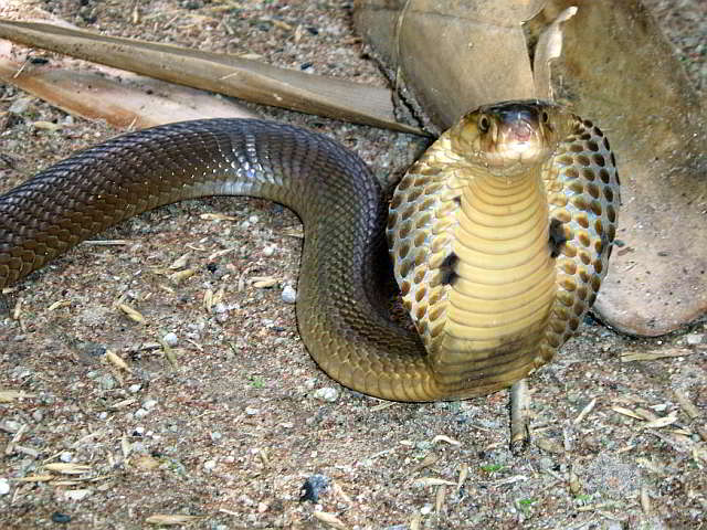 Monocled Cobra - KHAO SOK National Park, Thailand