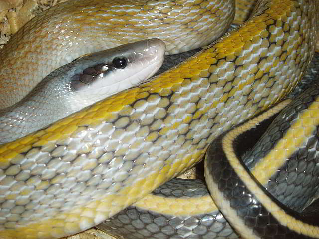 Othriophis taeniurus helfenbergeri (Helfenbergs Racer)