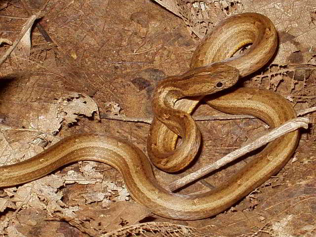 Psammodynastes pulverulentus (Common Mock Viper)