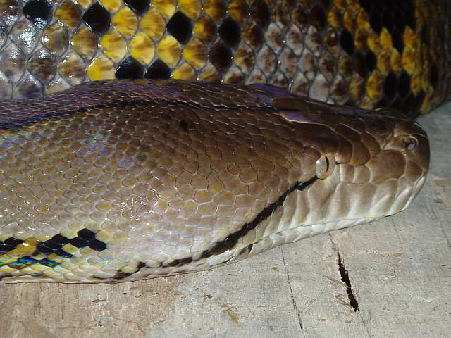 Python reticulatus (Broghammerus reticulatus*2)