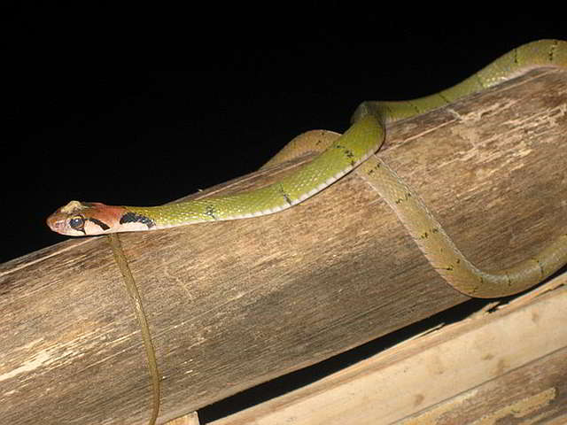 Rhabdophis nigrocinctus (Green Keelback)