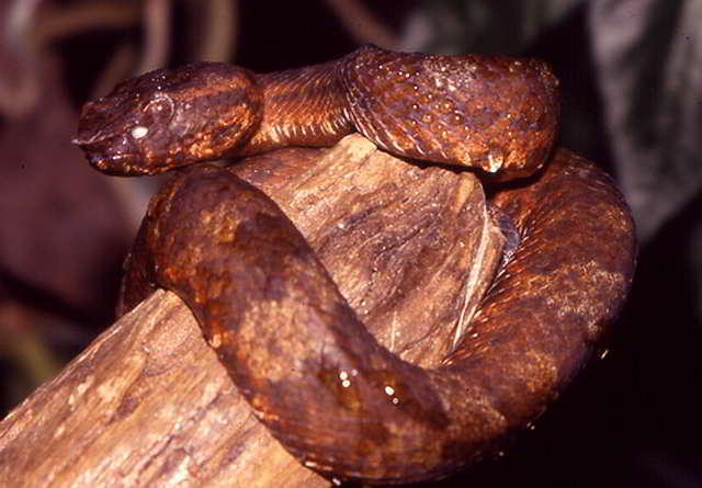 Trimeresurus (Craspedocephalus) wiroti (Wirots palmviper)