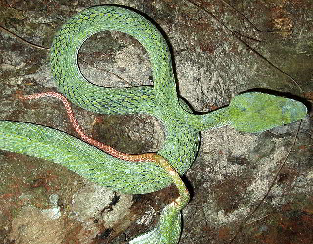 Trimeresurus (Parias) hageni 