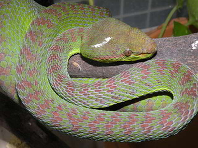 Trimeresurus (Popeia) phuketensis (Phuket Pit Viper)