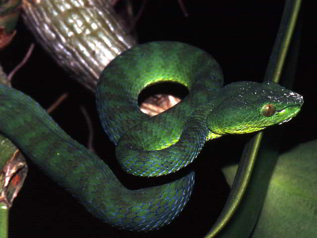 Trimeresurus (Popeia) popeiorum popeiorum