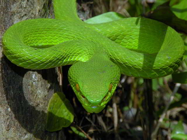 Trimeresurus (Trimeresurus) albolabris