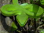 Crotalinae - Pit Vipers