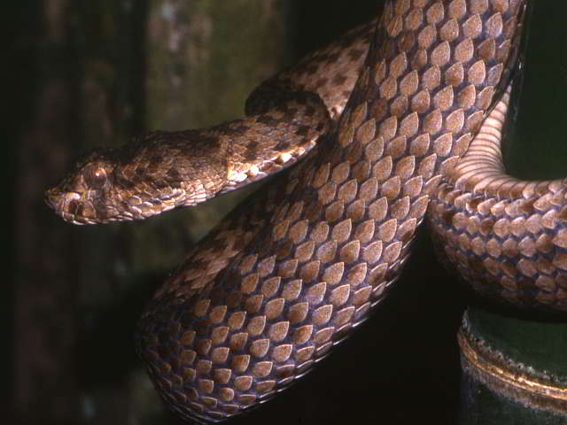 Trimeresurus (Trimeresurus) kanburiensis