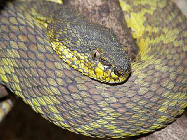 Trimeresurus (Trimeresurus) purpureomaculatus