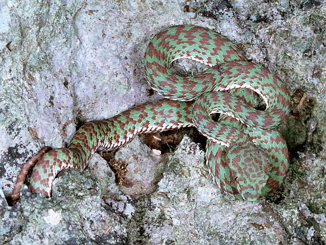 Trimeresurus (Trimeresurus) venustus