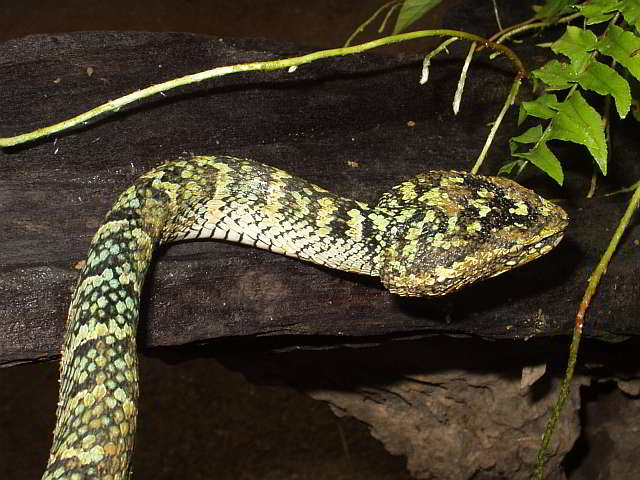 Tropidolaemus wagleri (Wagler's Pitviper)