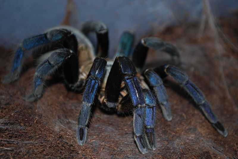 Bird Spider Cyriopagopus lividus